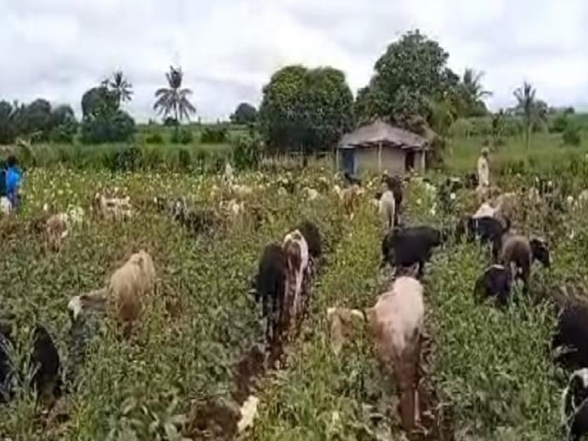 As there is no price, the sheep put in the okra crop, Desperation of a farmer from Kurlap in Sangli | भाव नसल्याने भेंडीच्या पिकात घातली मेंढरे, सांगलीतील कुरळप येथील शेतकऱ्याची हतबलता