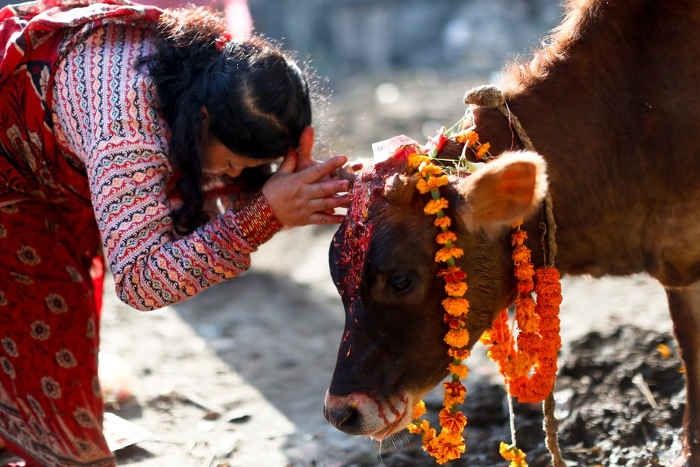 The government's concrete step for the protection of cows will be the formation of the Go Cabinet in MP shivraj singh chauhan | गायींच्या संरक्षणासाठी सरकारचं ठोस पाऊल, 'गो कॅबिनेट'ची स्थापना होणार