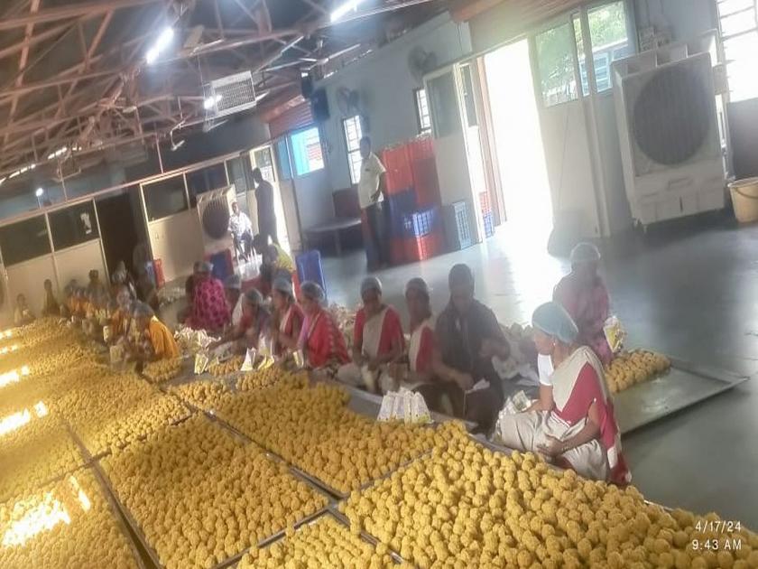 3 lakh bundi of Vitthal's prasad, 50 thousand amaranth ladles are ready | विठ्ठलाच्या प्रसादाचे ३ लाख बुंदी, ५० हजार राजगिरा लाडू तयार