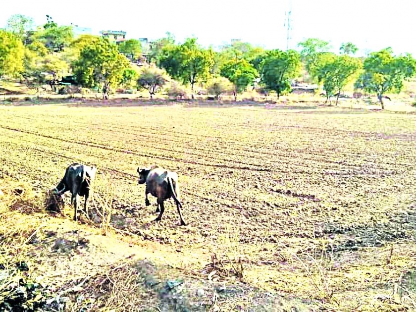 There is no pre-existing cotton cultivation in Muktainagar | मुक्ताईनगरात पूर्वहंगामी कापसाची लागवडच नाही