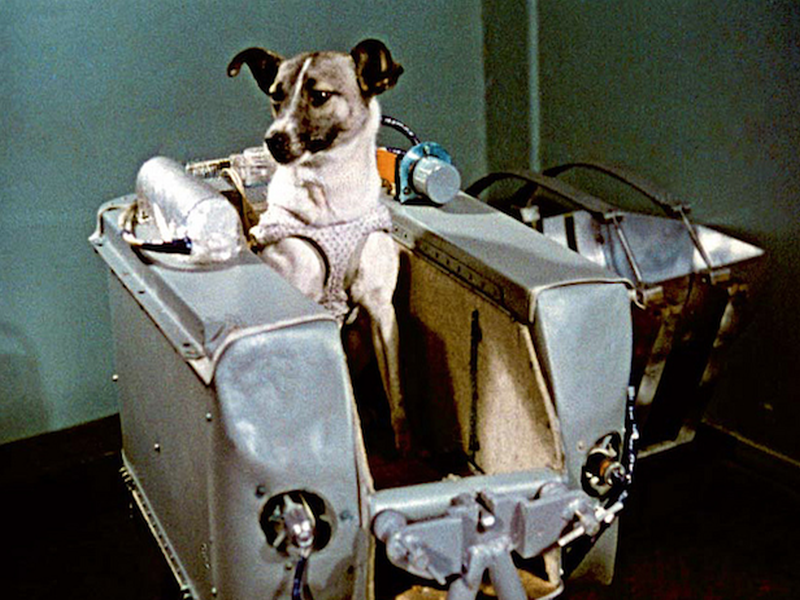 60 years of Laika's journey; The first cosmonaut in the world | लायकाच्या प्रवासाची 60 वर्षे; अंतराळात जाणारा पहिला प्राणी