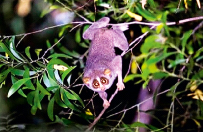 Rare 'monkey' roaming in the forests of Amboli-Dodamarg, local nature lovers see rare 'Lajwanti' | आंबोली-दोडामार्गच्या जंगलात दुर्मीळ ‘माकडा’चा वावर, स्थानिक निसर्गप्रेमींना दिसले ‘लाजवंती’