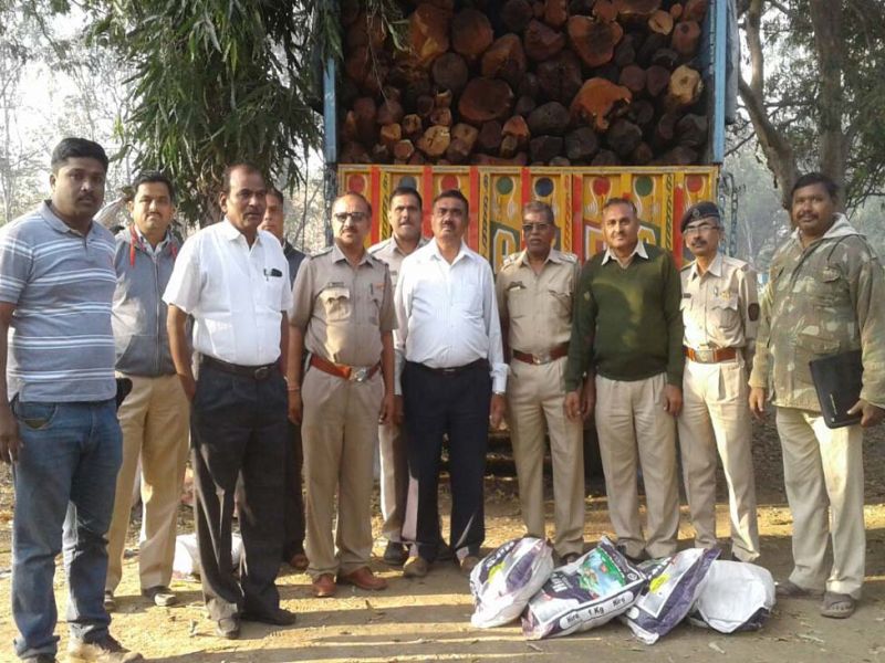 Five lacs illegal wood seized: Truck caught on Chinoda Chowpule in Talodia | पाच लाखाचे अवैध लाकूड जप्त : तळोद्यातील चिनोदा चौफुलीवर पकडला ट्रक