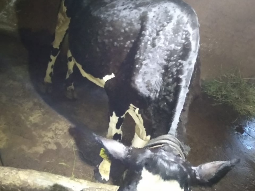 Treatment started on 'Lampi' like animals at Dhamod! | धामोड येथील 'लंपी ' सदृश्य जनावरांवर उपचार सुरू !