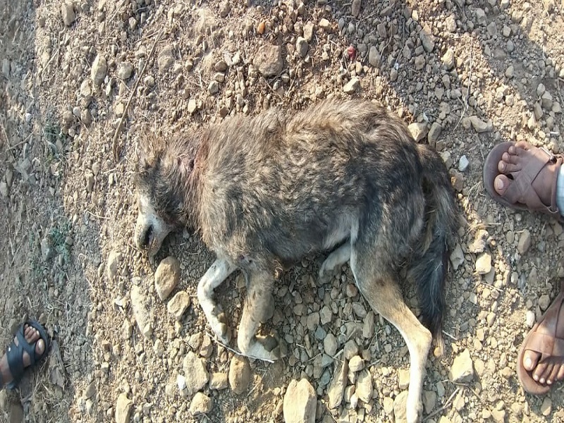 Wolf found dead; An investigation is underway by the forest department | मृतावस्थेत आढळला लांडगा; वनविभागाकडून तपास सुरू
