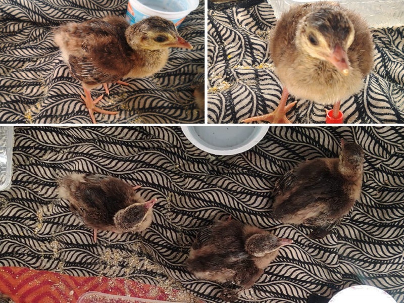 landor chicks get life in incubator the first incident in the country | इनक्युबेटरमध्ये लांडोरच्या पिल्लांना मिळाले जीवदान...! देशातील पहिलीच घटना