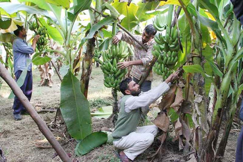 Bengali laborers in the air to cut Solapuri bananas; Demand from Karmalya exporters | सोलापुरी केळी तोडण्यासाठी हवेत बंगालीच मजूर; करमाळ्याच्या निर्यातदारांची मागणी