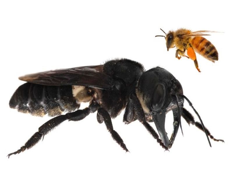 World's largest bee rediscovered in Indonesia | साध्या माशीपेक्षा ३० पट मोठी मधमाशी; चावली तर होईल 'काशी'