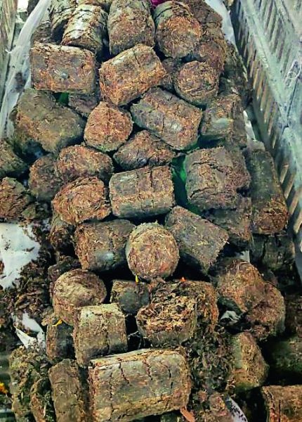 Woodless funeral : Cows dung cake will get on the pier instead of wood in Nagpur | लाकूडविरहित अंत्यसंस्कार : नागपुरात लाकडाऐवजी घाटावर मिळणार गोवऱ्या 
