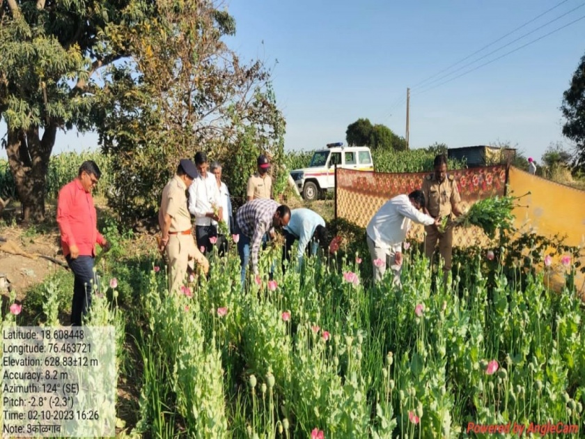 Cultivation of opium in fields in Renapur; One and a half lakh trees seized | रेणापूरात शेतात अफुची लागवड; दीड लाखांची झाडे जप्त