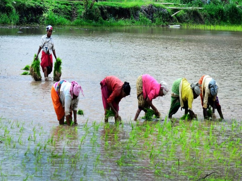 Laborers searching for rice cultivation | भात लावणीसाठी शेतकरी घेताहेत मजुरांचा शोध