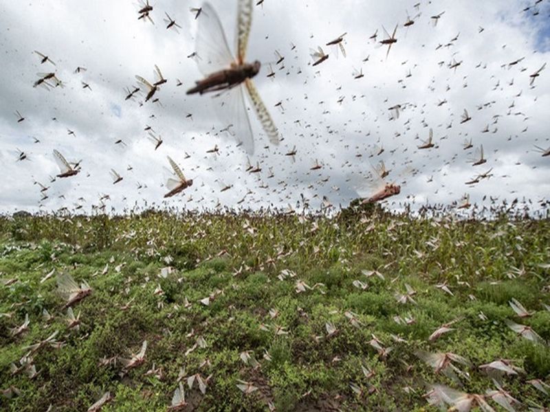  Crops on 90,000 hectares destroyed by locusts in Rajasthan; The biggest locust in 26 years | राजस्थानात ९० हजार हेक्टरवरील पिके टोळधाडीत नष्ट; २६ वर्षांतील सर्वांत मोठी टोळधाड