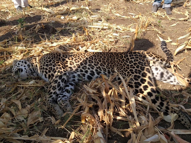 Thirsty Leopard die due to consumption of chemical water in farm | तहानलेल्या बिबट्याचा शेतातील रसायनयुक्त पाणी पिल्याने तडफडून मृत्यू 