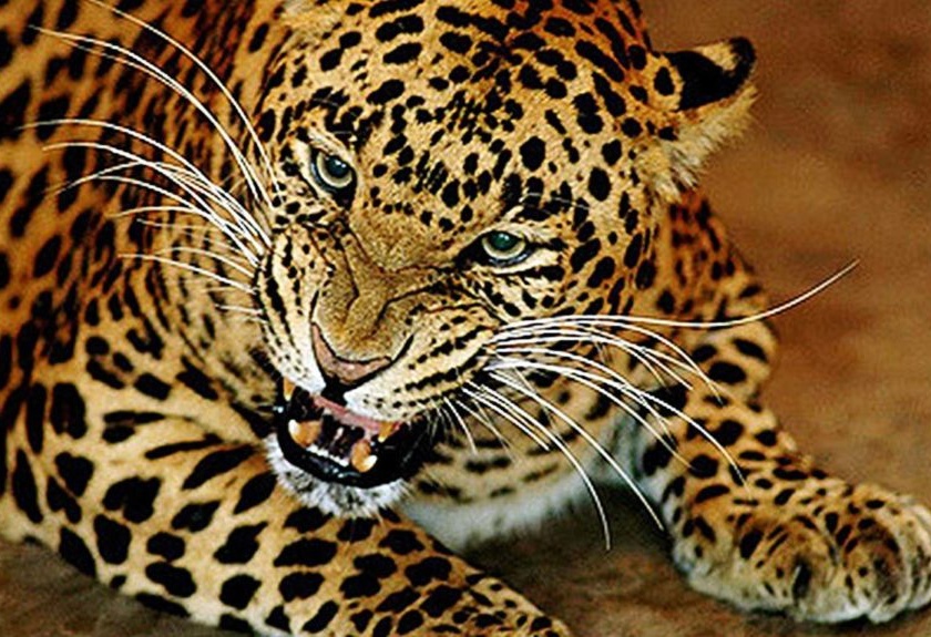 Leftover spouse gets rid of a leopard wife | बिबट्याच्या तावडीतून पतीने केली पत्नीची सुटका