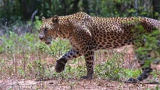 Bullock hunted by a leopard in the Kinnhi-raja area | किन्हीराजा परिसरात बिबट्याने केली बैलाची शिकार