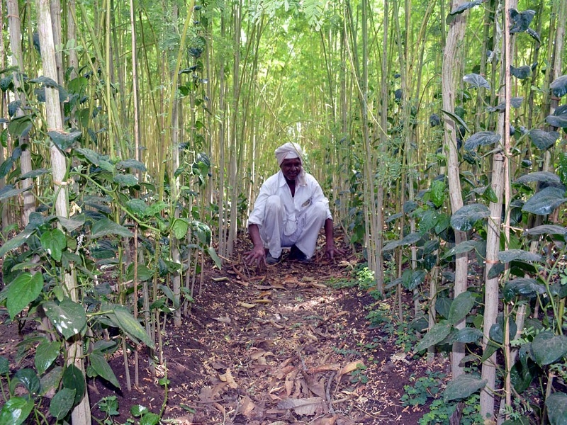 On the way to the extinction of Panakanergaon's leaf farming | पानकनेरगावचे पानमळे लुप्त होण्याच्या वाटेवर