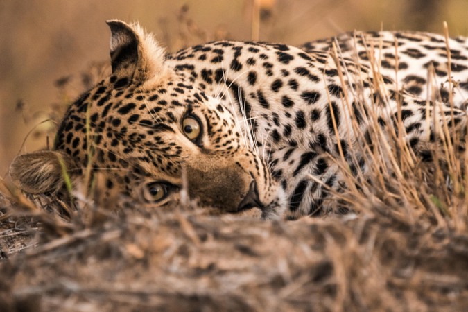 Two-and-a-half-year-old leopard was found, | अडीच वर्षांची बिबट्याची मादी सापडली, वनरक्षकांच्या मदतीनं जेरबंद