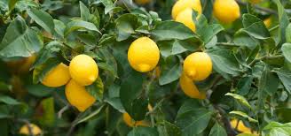 Only four days left to insure the lemon! | ‘लिंबू’साठी विमा उतरविण्याकरिता केवळ चार दिवस शिल्लक !