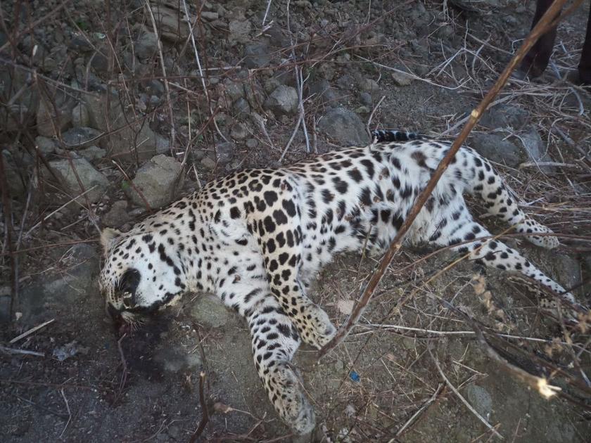Two leopards die on Butibori-Umred road in Nagpur district | नागपूर जिल्ह्यातील बुटीबोरी-उमरेड मार्गावर दोन बिबट्यांचा मृत्यू