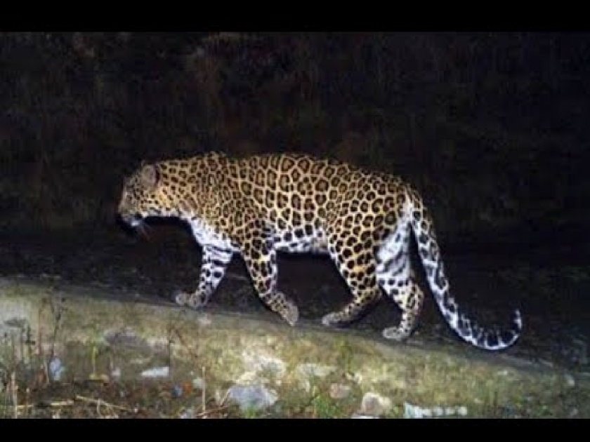 Leopards in Ankli area, Search started from forest department | अंकली परिसरात बिबट्या? वनखात्याकडून शोध सुरु