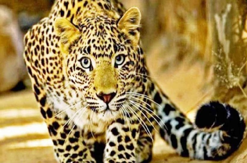 The leopard entered the house directly at Chiplun | कोंबड्यांच्या शिकारीच्या नादात बिबट्या घुसला थेट घरात, दोघे जखमी
