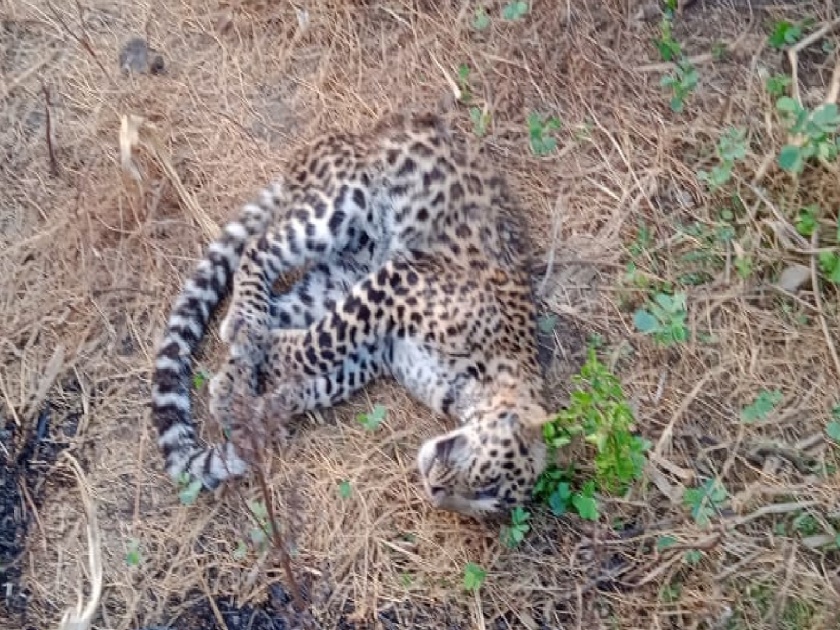 Leopard found dead in fram karad takula satara | Satara: शिवारात बिबट्या मृतावस्थेत आढळला, कराड तालुक्यातील घटना