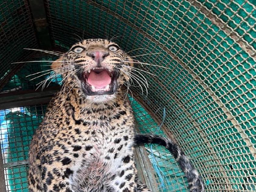 While chasing the prey, the leopard fell into the well, The forest department pulled out safely | भक्षाचा पाठलाग करताना बिबट्या विहिरीत पडला, वनविभागाने सुखरूप बाहेर काढले