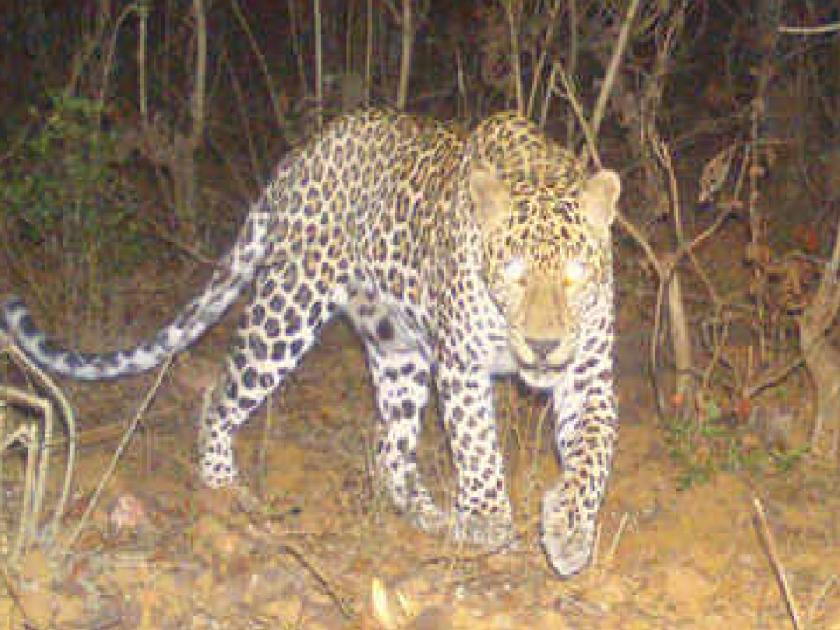A young man from Bhalwani in Sangli spread a rumor on social media that a leopard had arrived | बिबट्या आला रे आला..., सांगलीतील भाळवणीच्या तरुणाने सिनेस्टाइलने केली वनविभागाची दमछाक