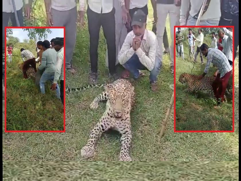 Leopard In Village: Madhya Pradesh Dewas Weak Leopard Enters Village, Villagers Took Selfie | Video: आजारी बिबट्याला गावकऱ्यांचा त्रास; कोणी सेल्फी घेतली तर कोणी अंगावर बसले...