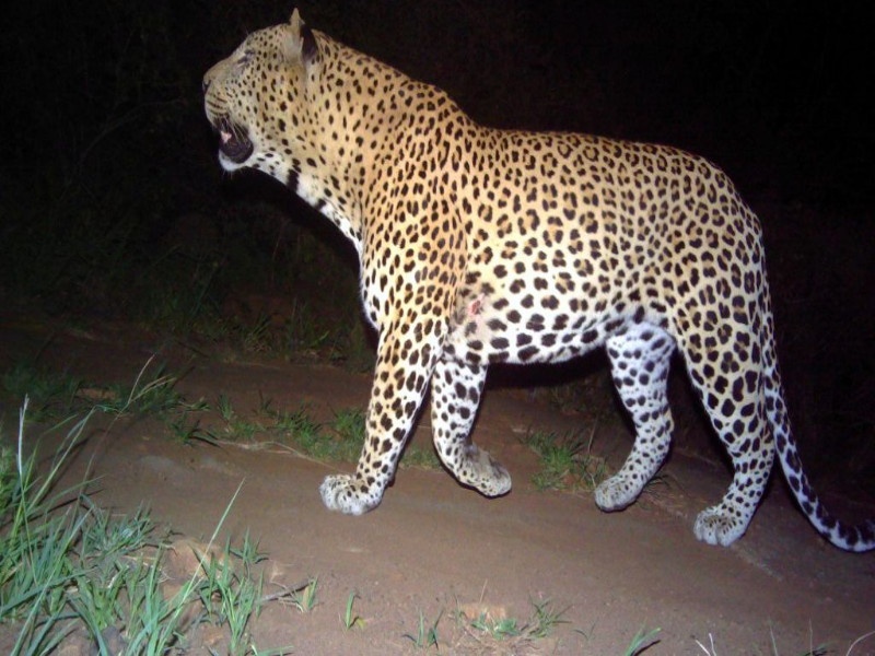 Three hours of shuddering by leopard in Khed taluka ... the villagers woke up the night | खेड तालुक्यात बिबट्याचा तीन तास धुमाकुळ...  ग्रामस्थांनी काढली रात्र जागून
