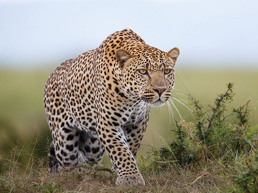 82 leopards died in 6 months in maharashtra | चिंताजनक! राज्यात ६ महिन्यांत ८२ बिबट्यांचा मृत्यू 