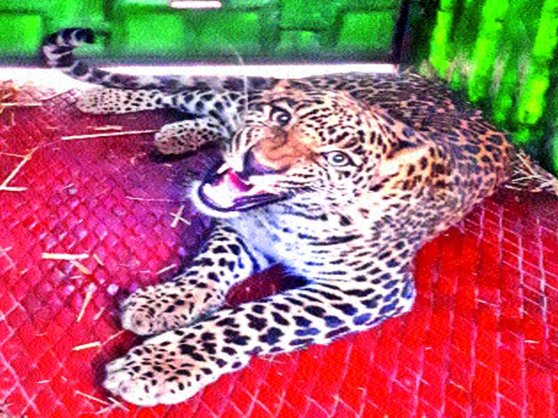 leopard catch in kandali | कांदळी येथे बिबट्याची मादी जेरबंद