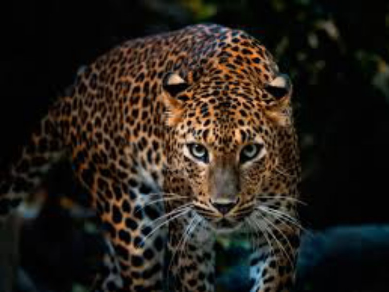 Leopard attack in aone and half year aged child | दीड वर्षाच्या चिमुकल्यावर बिबट्याचा जीवघेणा हल्ला