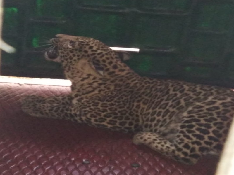 Success in catching a leopard in the Ambegaon taluka | आंबेगाव तालुक्यात चिमुरडीचा जीव घेणाऱ्या बिबट्याला पकडण्यात अखेर यश 