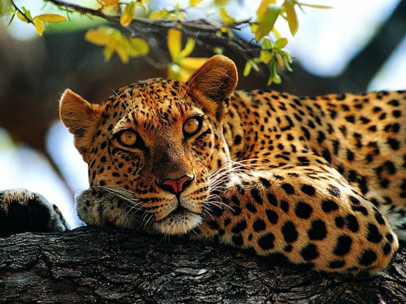 Only then will the leopard attacks stop! MLAs should consult experts | ...तरच बिबट्याचे हल्ले थांबतील! आमदारांनी तज्ज्ञांचा घ्यावा सल्ला
