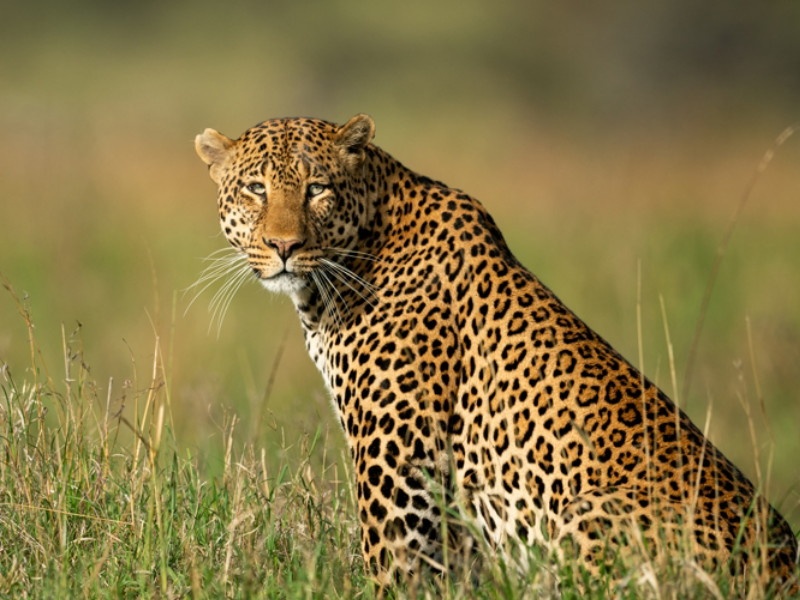 Leopards in Sinhagad area, tourists should be careful! | सिंहगड परिसरात बिबट्याचा वावर, पर्यटकांनी सावध राहावे !
