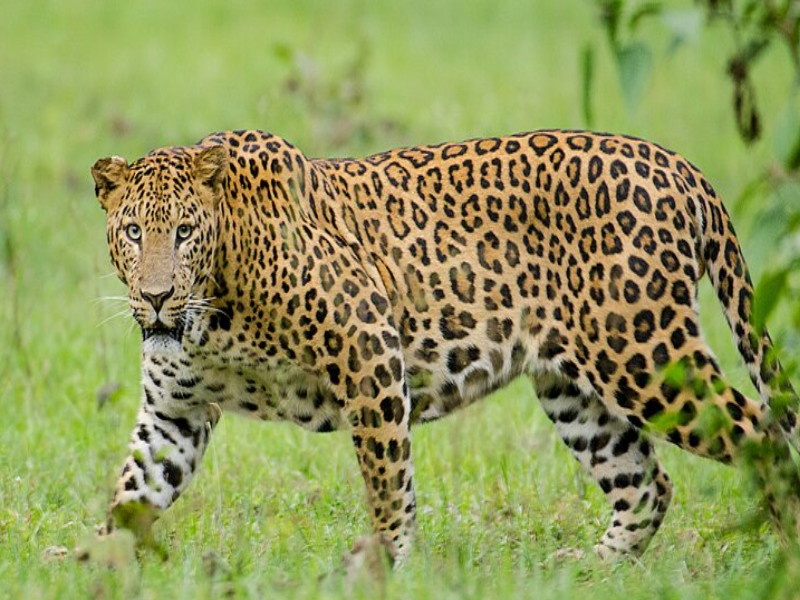 Leopards in Chikhli Moshi area Panic in the area | चिखली मोशी परिसरात बिबट्या; परिसरात घबराटीचे वातावरण