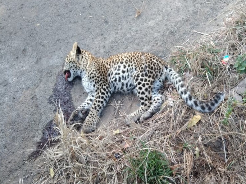 Leopard baby died in vehicle accident on Shirur-Bhimashankar highway | शिरूर- भीमाशंकर महामार्गावर वाहनाच्या धडकेत बिबट्याच्या बछड्याचा मृत्यू 