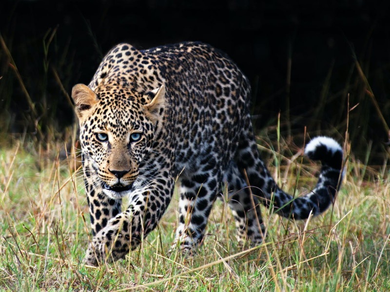 ‘Stop the road’ around the city of leopards for food; Their problems also need to be solved! | अन्नासाठी बिबट्याचा शहराभोवती ‘रास्ता रोको’; त्यांचेही प्रश्न सोडवायला हवेत !