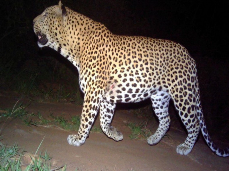 leopard arrested in the nehkarwadi at Junnar taluka | जुन्नर तालुक्यातील नेहरकवाडी येथे धुमाकूळ घालणारा बिबट्या जेरबंद