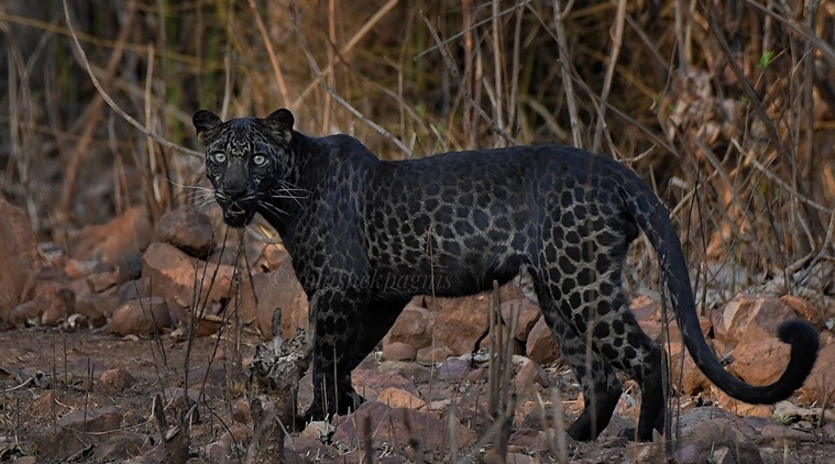 Pune Photographer Abhishek Pagnis Telling Story Of Clicking Viral Black Leopard Picture | व्हायरल होणाऱ्या 'ब्लॅक पँथर'च्या फोटोमागची कहाणी; ती २० मिनिटं कशी होती? फोटोग्राफरनं सांगितलं...