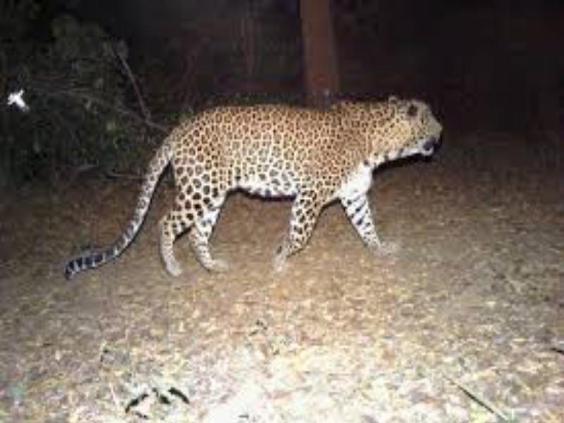 Leopard death after falling into well; ambegaon taluka incident | सावजाचा पाठलाग करत असताना बिबट्याचा विहिरीत पडून मृत्यू; आंबेगाव तालुक्यातील घटना