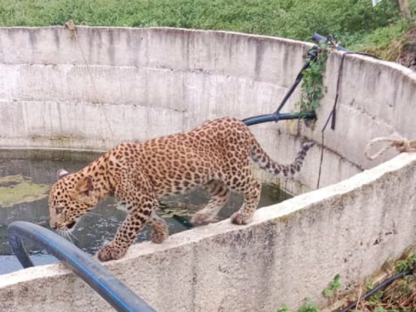 A leopard calf came to drink water at the well and the farmers shocked | बिनधास्त विहिरीवर पाणी पिण्यासाठी आला बछडा अन् शेतकऱ्यांची उडाली तारांबळ