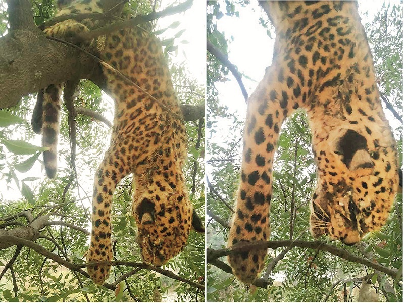 For the hunt, the leopard climbed the tree and got stuck and died | धक्कादायक ! शिकारीसाठी बिबट्या झाडावर चढला अन अडकून गतप्राण झाला