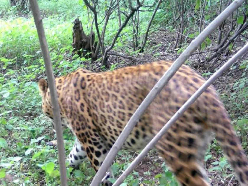 Beware! Sighting of leopard in Varvanti Shivar, panic among villagers | सावधान! वरवंटी शिवारात बिबट्याचे दर्शन, ग्रामस्थांमध्ये घबराट