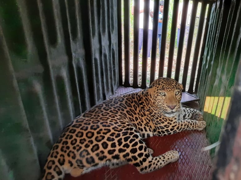 A leopard attacking a youth in Ambegaon taluka has finally been arrested | आंबेगाव तालुक्यात तरुणावर हल्ला करणारा बिबट्या अखेर जेरबंद 