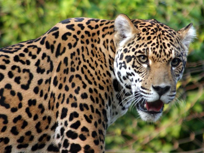 Leopard appeared second in the week at Walaj Shivar | वाळूज शिवारात आठवड्यात दुसऱ्यांदा दिसला बिबट्या