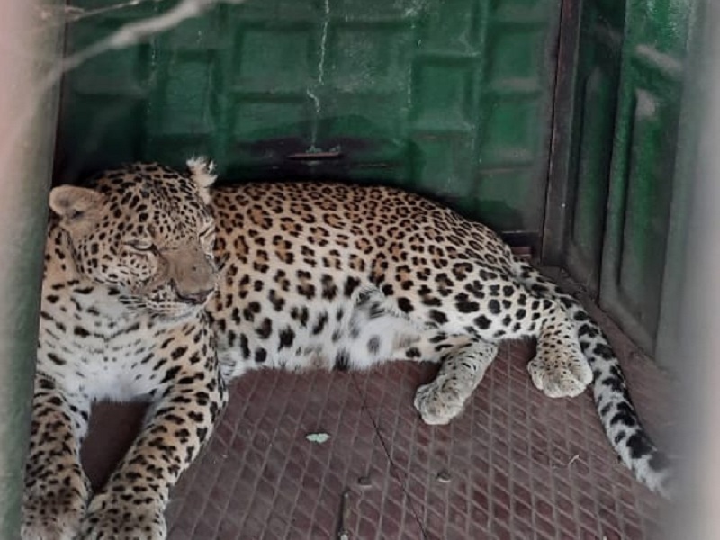 A sigh of relief! Cannibal leopard in Ashti taluka finally arrested | सुटकेचा निश्वास ! आष्टी तालुक्यात धुमाकूळ घालणारा नरभक्षक बिबट्या अखेर जेरबंद