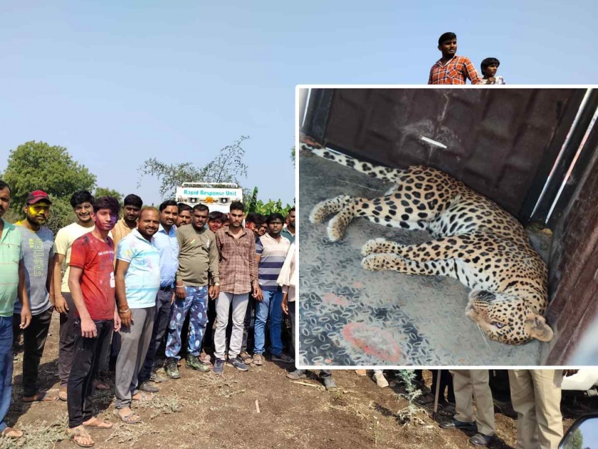 Finally, after four days, the leopard is in the forest department's net! Relief to the villagers of Wakodi-Nimbari | अखेर चार दिवसांनी बिबट्या वनविभागाच्या जाळ्यात! वाकोडी-निंबारीतील गावकऱ्यांना दिलासा
