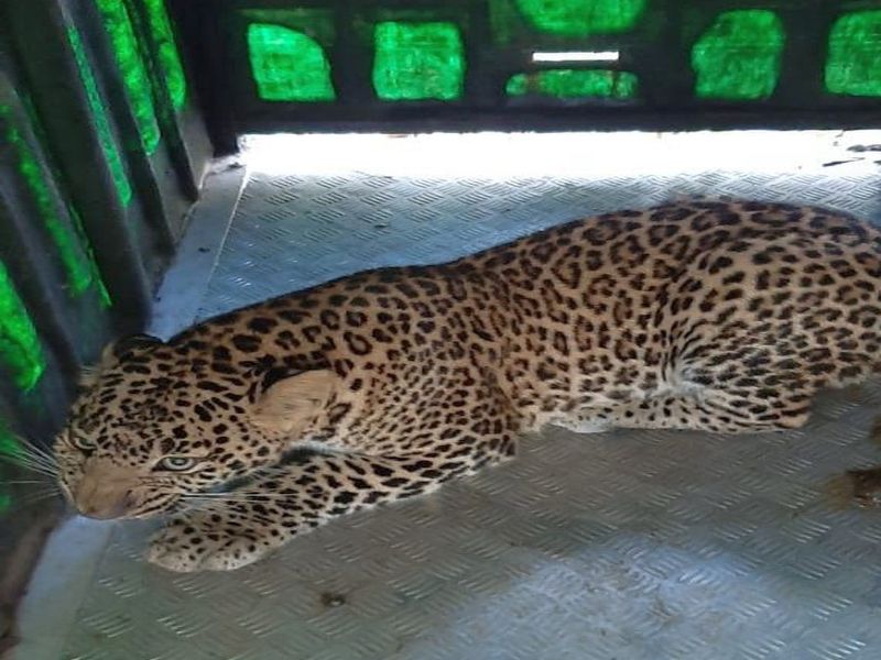 Leopard from Samangaon sent to Borivali | सामनगावचा बिबट्या बोरिवलीला रवाना